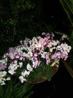 Albums/20200303-Kew Gardens/31